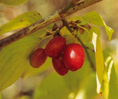 Canicule et sécheresse : Vive les plantes dromadaires résistantes | 4 saisons n°144 4