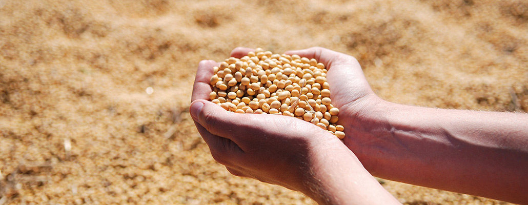 Cultiver des protéines au potager : céréales, légumineuses... | 4 saisons n°156 5