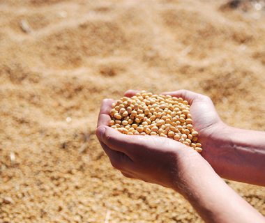 Cultiver des protéines au potager : céréales, légumineuses... | 4 saisons n°156 6
