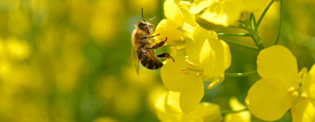 Pollinisation artificielle : faudra-t-il y recourir ? | 4 saisons n°206 4