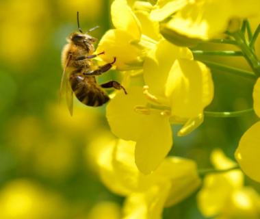 Pollinisation artificielle : faudra-t-il y recourir ? | 4 saisons n°206 5