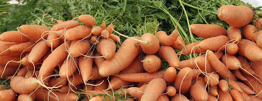 La fin des carottes ratées | 4 saisons n°212 2