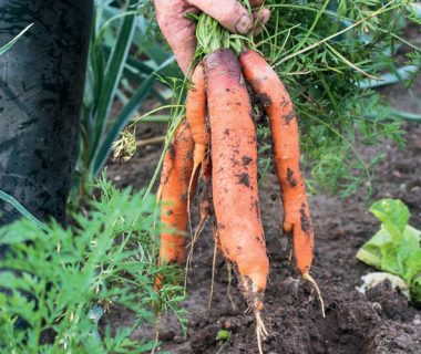 La fin des carottes ratées | 4 saisons n°212 3