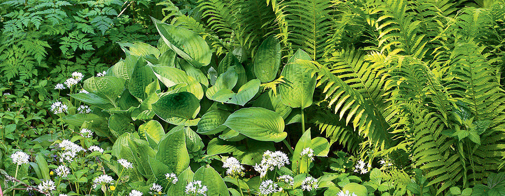 Fougères et hostas sortent de l'ombre | 4 saisons n°216 3