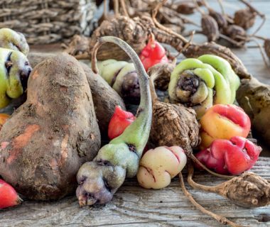 Le monde dans votre potager | 4 saisons n°230