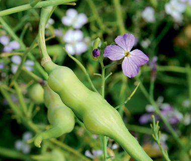 Légumes inattendus, nos coups de coeur | 4 saisons n°230 5