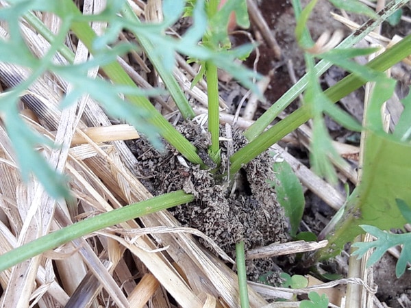 Des fourmis dans les carottes