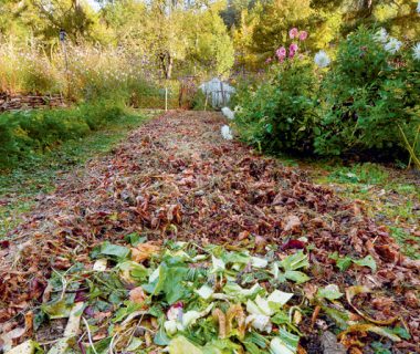 Le compostage refait surface | 4 saisons n°235 4