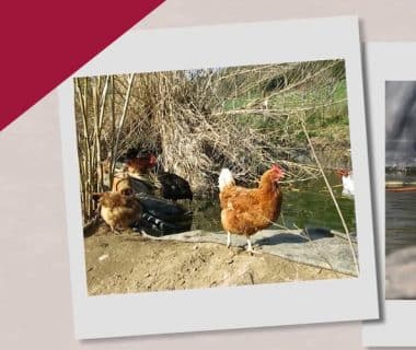 Élever des poules et conserver les œufs (6/12) 1