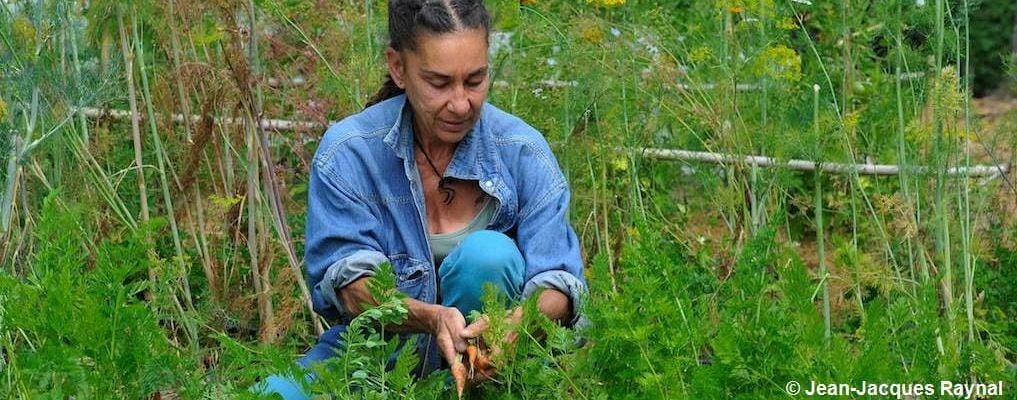 Jardinière qui éclaircie ses carottes au potager