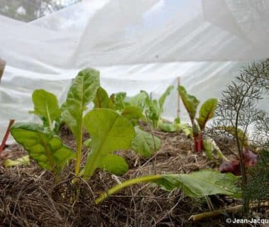 Jeunes plants de blettes sous voile