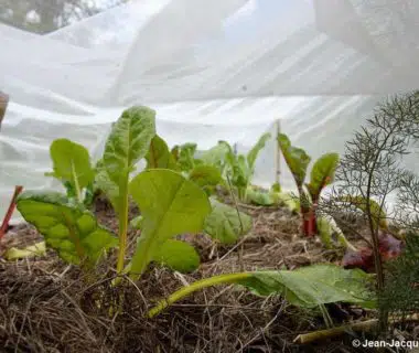 Jeunes plants de blettes sous voile