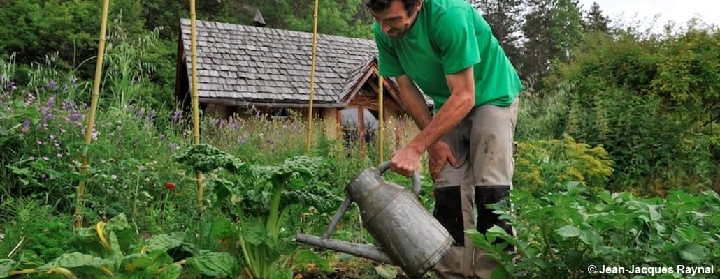 Le jardinier arrose ses légumes et fleurs au potager