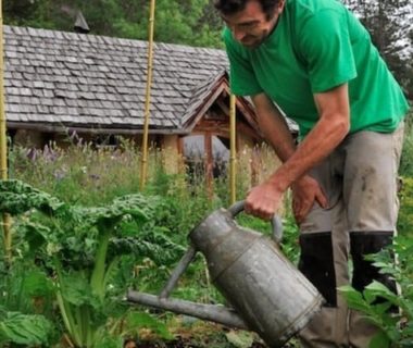 Le jardinier arrose ses légumes et fleurs au potager