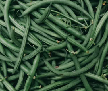 Cultiver des haricots verts et à rames