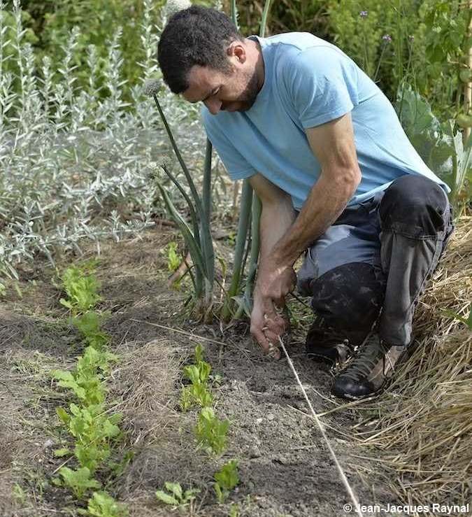 Mesure des distances au milieu des épinards par le jardinier