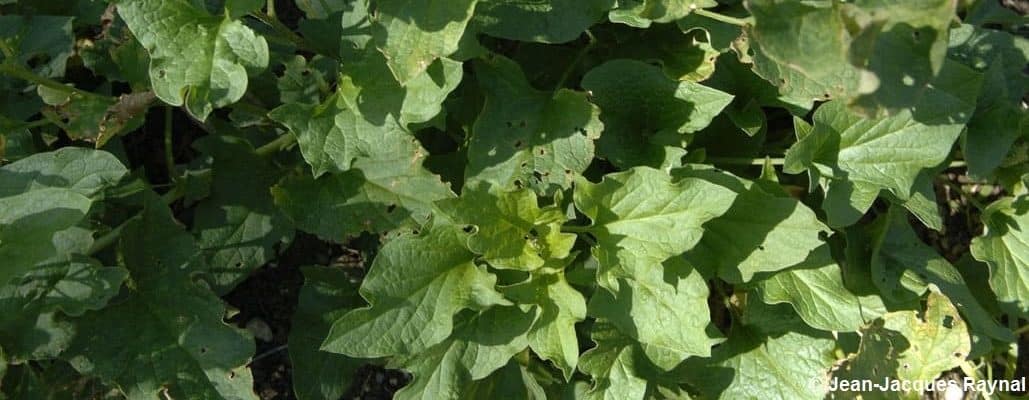 Plantes d'épinards vues d'en haut