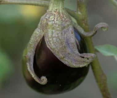 Gros plan sur une aubergine