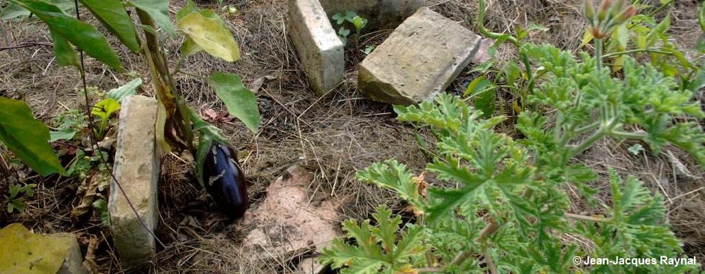 Une aubergine au sol dans le potager