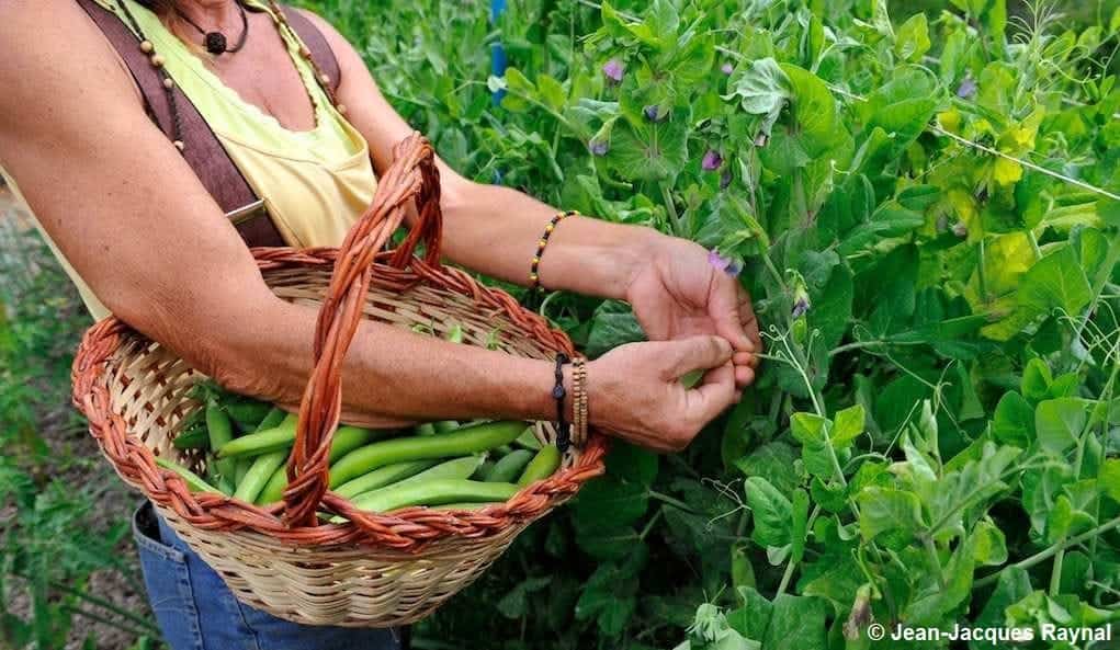 Panier au bras, c'est l'heure de récolter les petits pois du potager