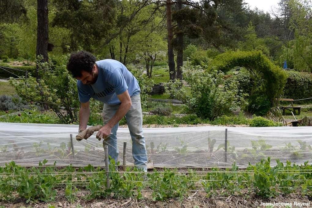 Le jardinier qui tuteure ses petits pois