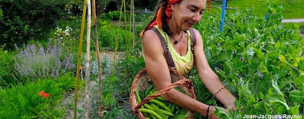 La récolte des petits pois par la jardinière, avec son panier au bras