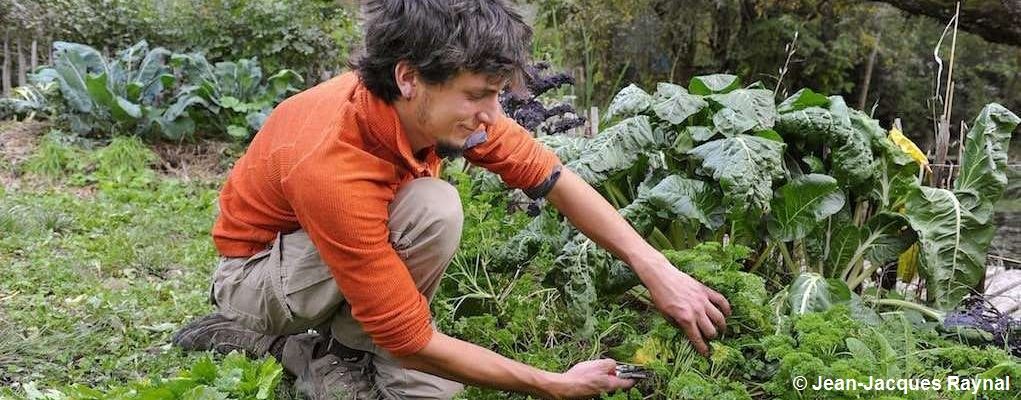 Le jardinier qui coupe son persil