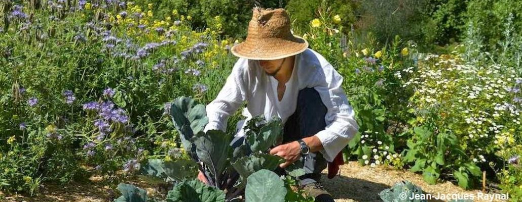 Jardinier qui soigne ses choux