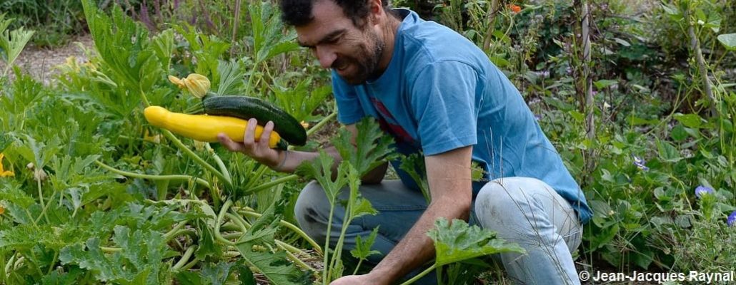 Le jardinier qui tient deux courgettes dans sa main