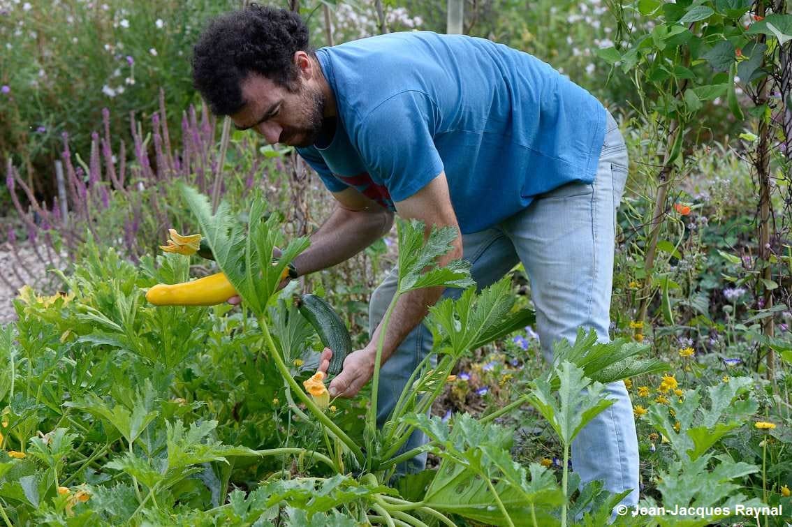 Récolte de la courgette par le jardinier au potager