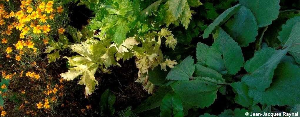 Une vue en plongée sur le céleri du potager