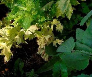 Une vue en plongée sur le céleri du potager