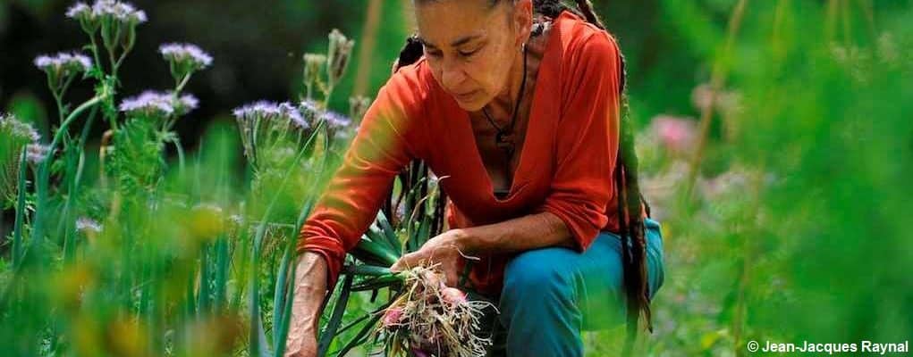 La jardinière récolte ses oignons