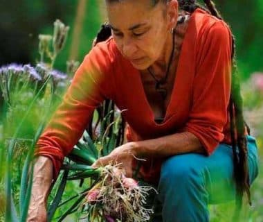 La jardinière récolte ses oignons
