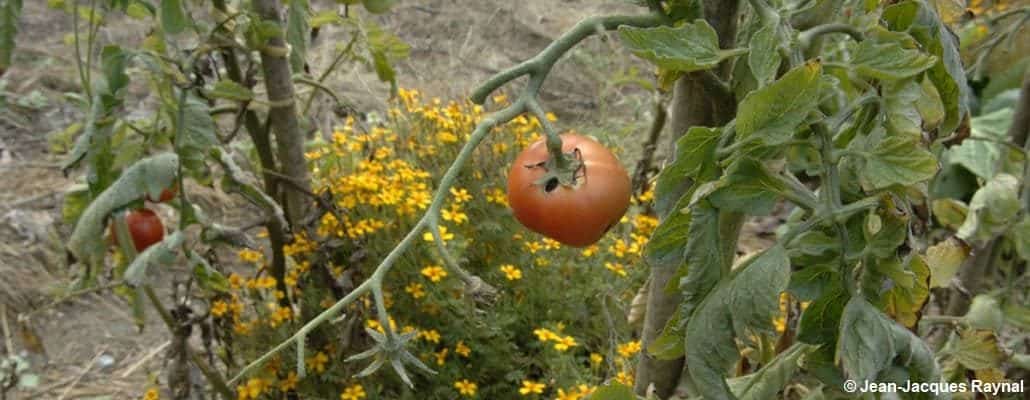 Une petite tomate accrochée à une branche et quelques fleurs jaunes en second plan