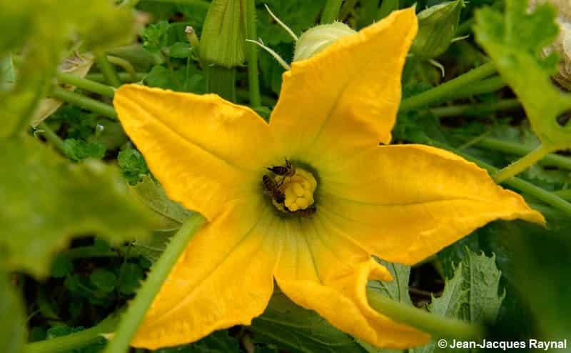 Gros plan sur une fleur femelle de courgette