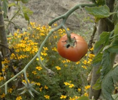 Une petite tomate accrochée à une branche et quelques fleurs jaunes en second plan