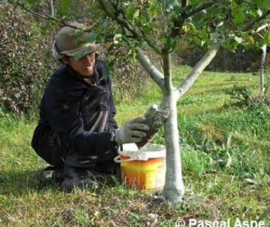 Le jardinier entrain de badigeonner son arbre fruitier à l'aide d'une brosse
