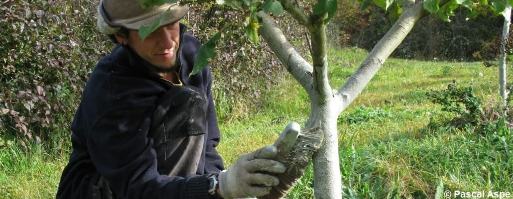 Le jardinier entrain de badigeonner son arbre fruitier à l'aide d'une brosse