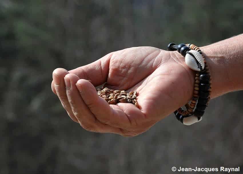 Graines de fleurs pour la biodiversité : Semences bio pour le