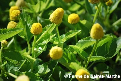 Fleurs de Brède mafane