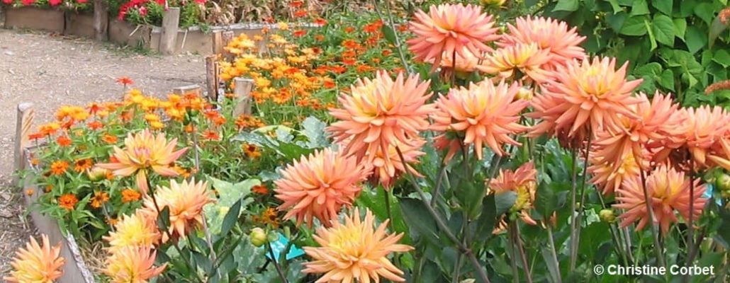 Fleurs de dahlias roses