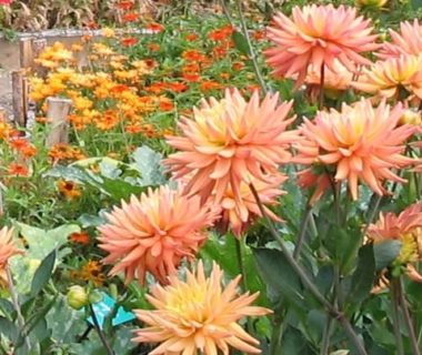 Fleurs de dahlias roses