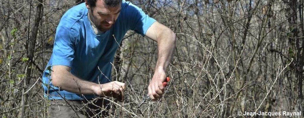 Le jardinier taille ses petits fruits au sécateur