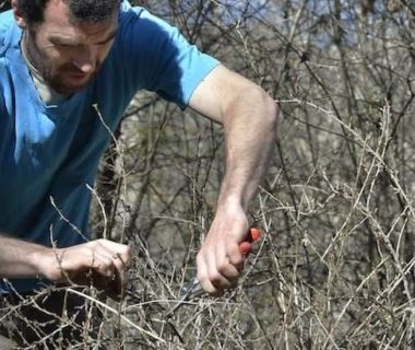 Le jardinier taille ses petits fruits au sécateur