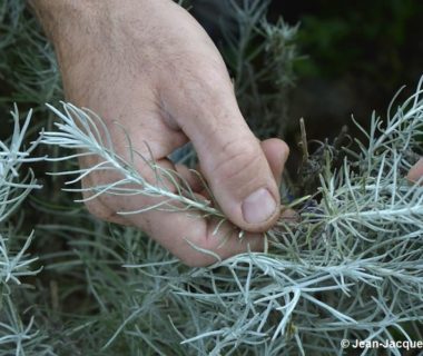 Une main qui tient de petites branches d'hélichryse