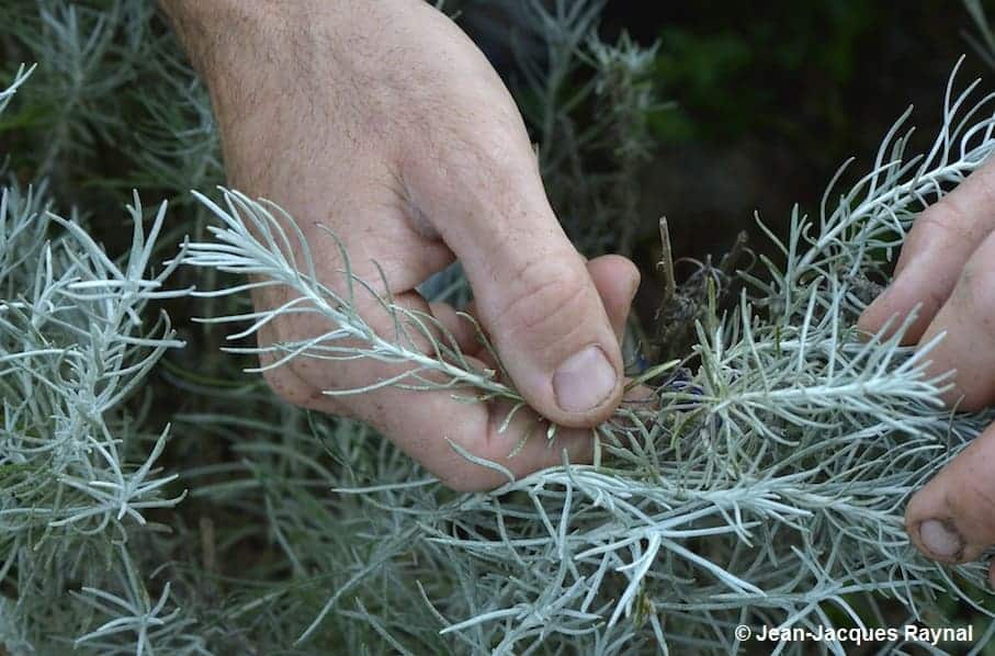 Une main qui tient de petites branches d'hélichryse