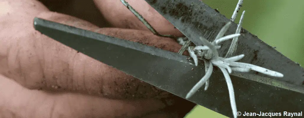 Une main qui découpe aux ciseaux de l'hélichryse