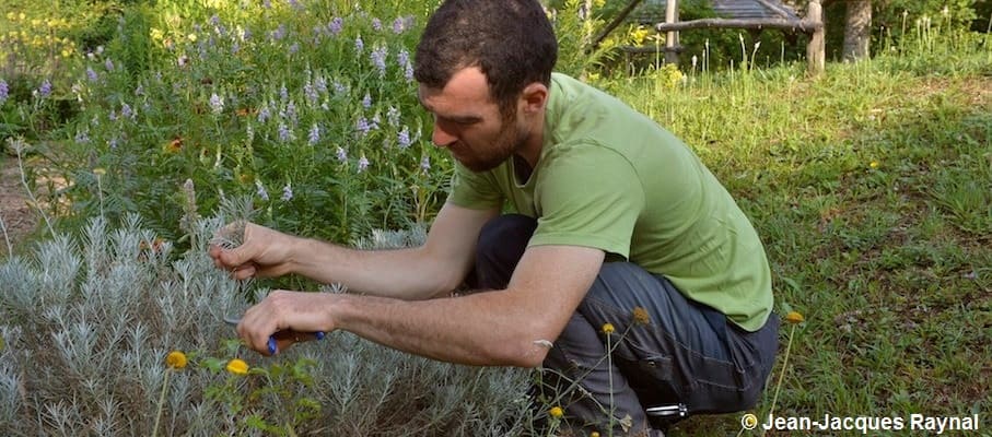 Jardinier agenouillé au jardin et qui s'occupe de ses hélichryses