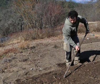 Pascal Aspe qui enfouit ses engrais verts gelés